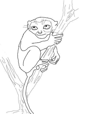 Philippine Tarsier Coloring Page